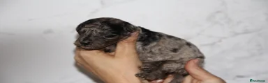 Blue Merle and tan 