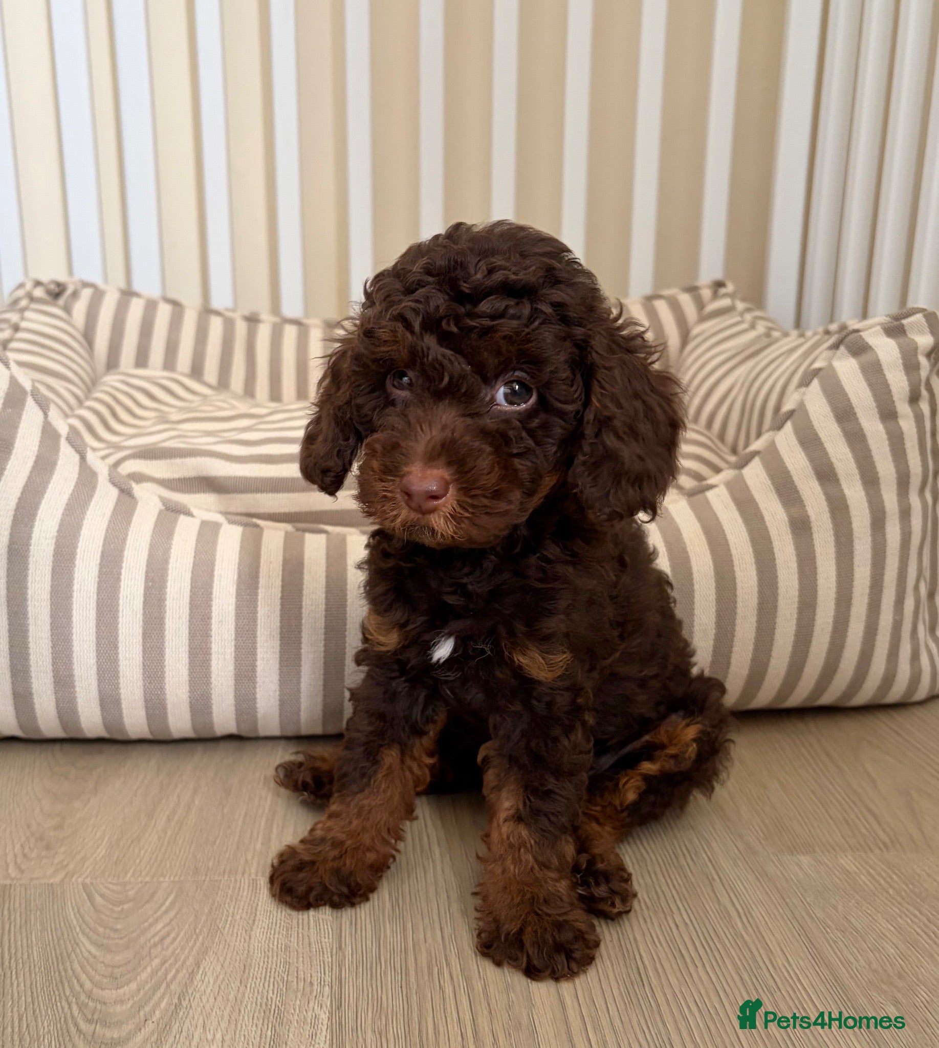 Toy Poodle dogs Health tested DNA/BVA Toy poodle puppies  - Advert 2