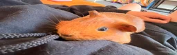 Guinea Pig rodents for sale: Two Male Guinea Pigs FREE - Advert 2