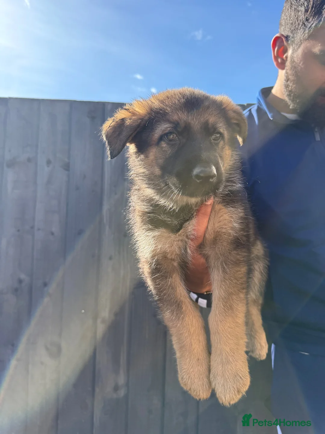 Beautiful German Shepherd Puppies for sale in Peterborough | Pets4Homes