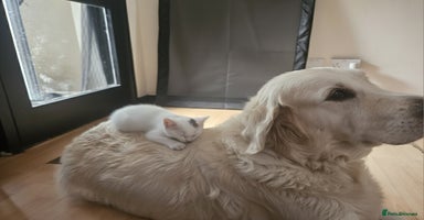 Mixed Breed cats - Advert 4