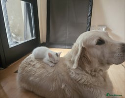 Mixed Breed cats - Advert 9