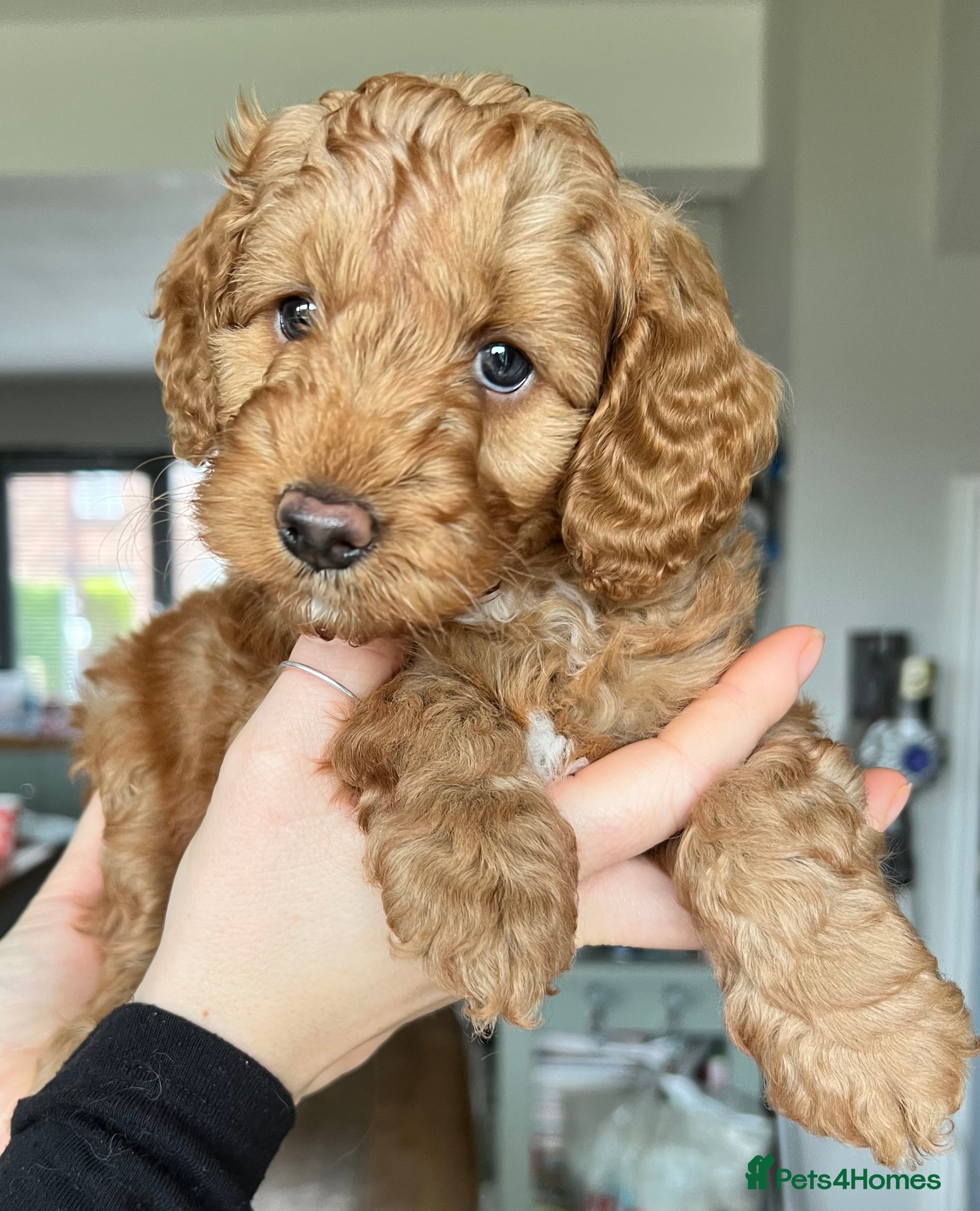 Cockapoo dogs Only 1 Beautiful Cockapoo Left  For Sale - Advert 13