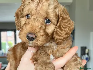 Cockapoo dogs Only 1 Beautiful Cockapoo Left For Sale - Advert 5