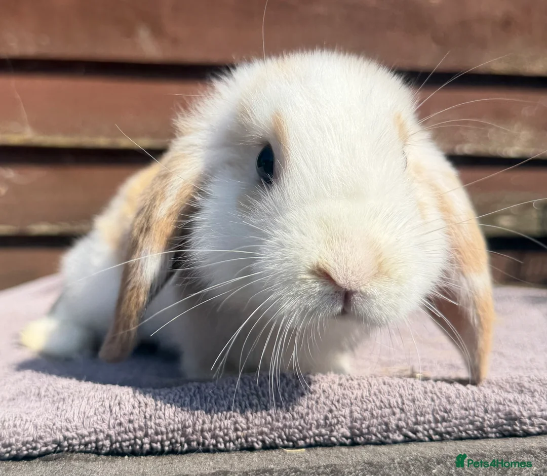 Mini Lop rabbits for sale: Baby mini lops  - Advert 1