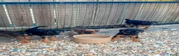 Border Terrier dogs for sale: Border terrier puppies  - Advert 4