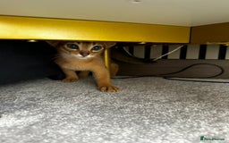 Abyssinian cats for sale: Pure Abyssinian kittens 💝 - Image 7