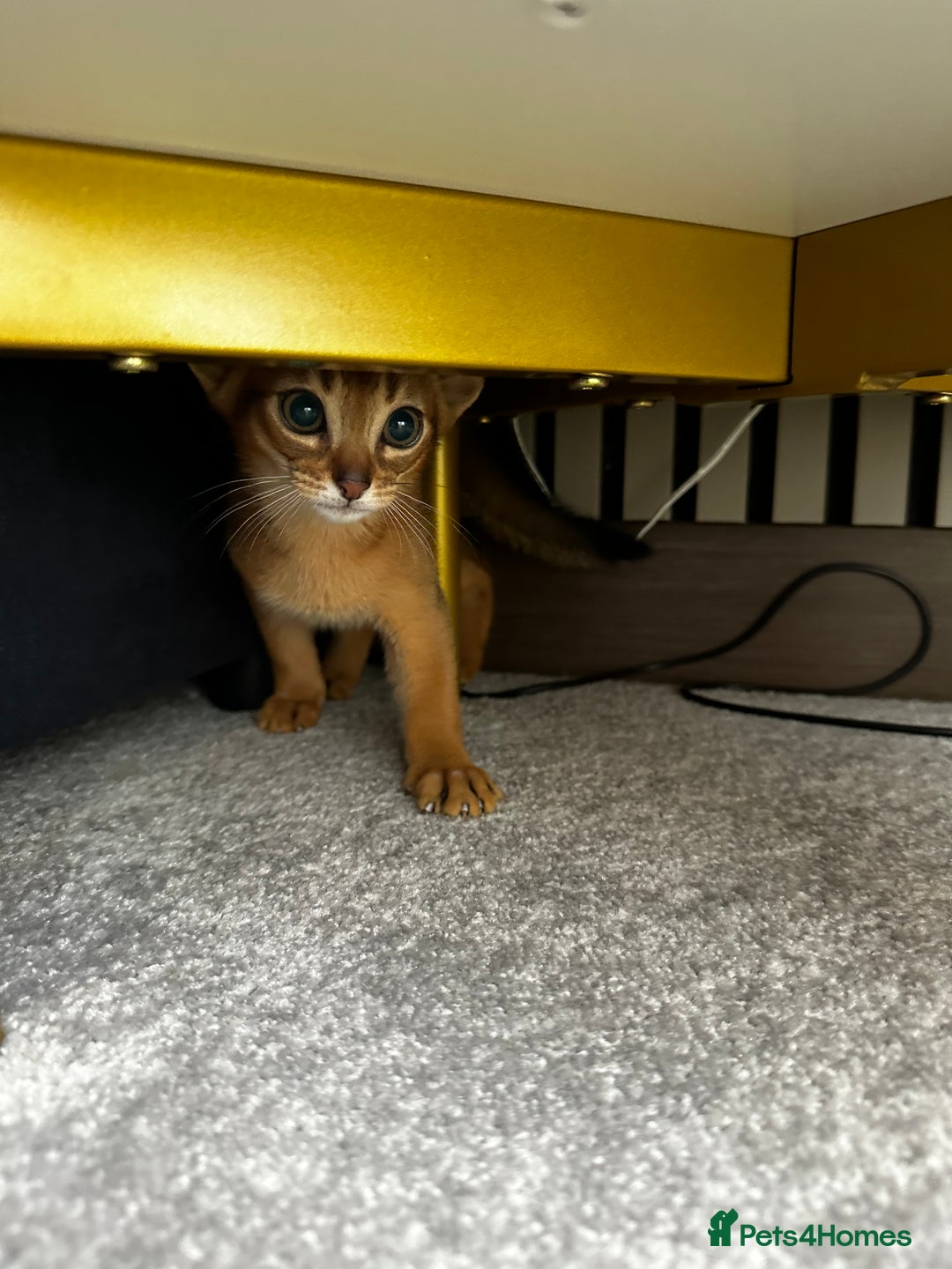 Abyssinian cats for sale: Pure Abyssinian kittens 💝 - Image 7