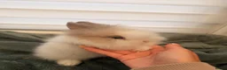 Lionhead rabbits for sale: 🐰ADORABLE LIONHEAD BUNNIES FOR SALE🐰 - Advert 9
