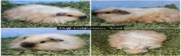 Guinea Pig rodents for sale: Long Haired Baby Guinea Pigs - Advert 9