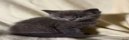 Russian Blue cats for sale: X2 purebred Russian Blue kittens - Ready to leave - Advert 4