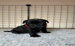Staffordshire Bull Terrier dogs for sale: Staffy puppies looking for their forever homes - Image 15