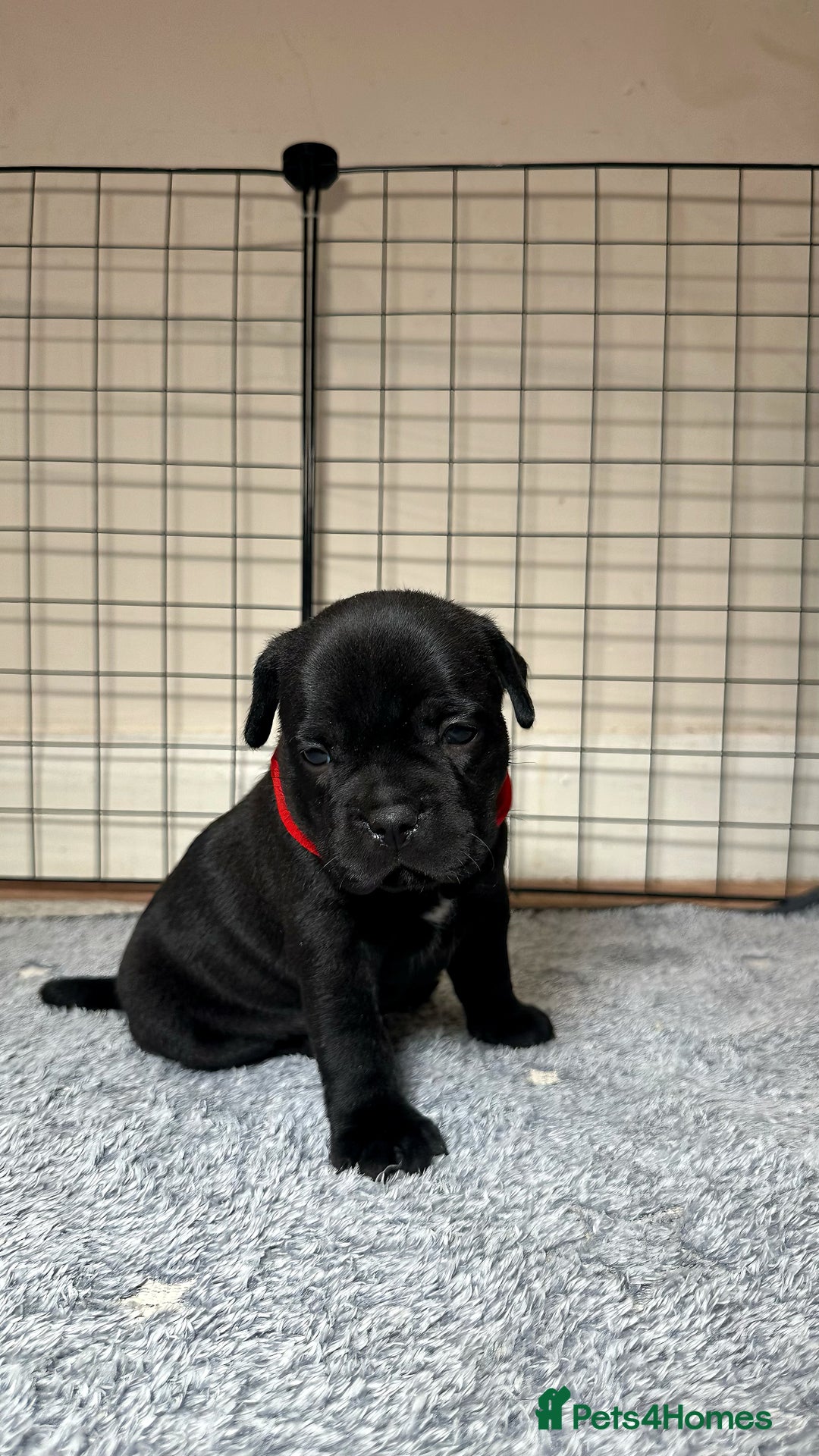 Staffordshire Bull Terrier dogs for sale: Staffy puppies looking for their forever homes - Image 15