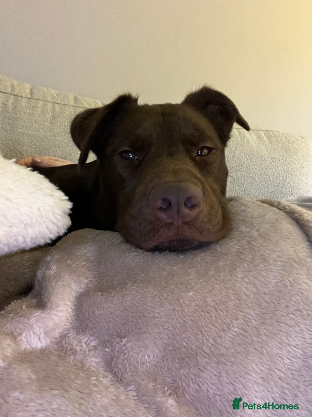 Mixed Breed dogs for sale: Hazel - Beautiful Labrador/Husky mix 3 yr old girl - Advert 8