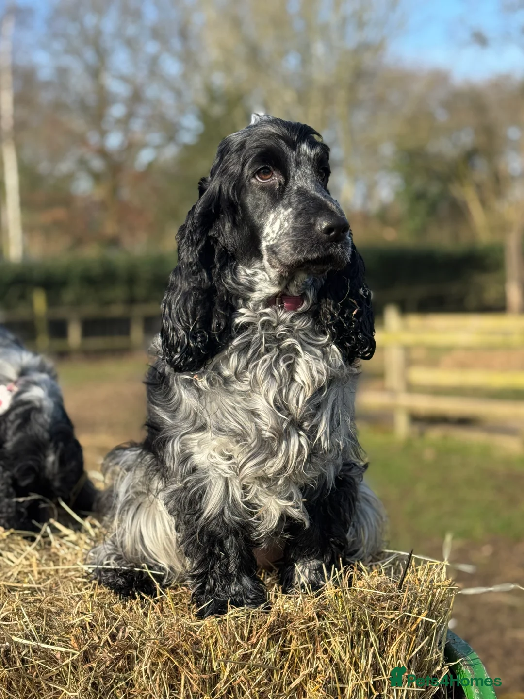 Cocker Spaniel dogs for sale: Cocker Spaniel (show type) puppies  - Advert 11