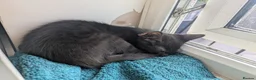 Mixed Breed cats for sale: Beautiful mixed breed kittens - Advert 8