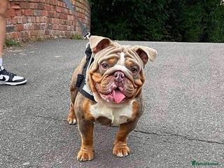 English Bulldog dogs Male English Bulldog - Advert 1