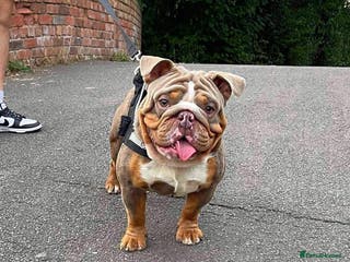 English Bulldog dogs Male English Bulldog - Advert 19
