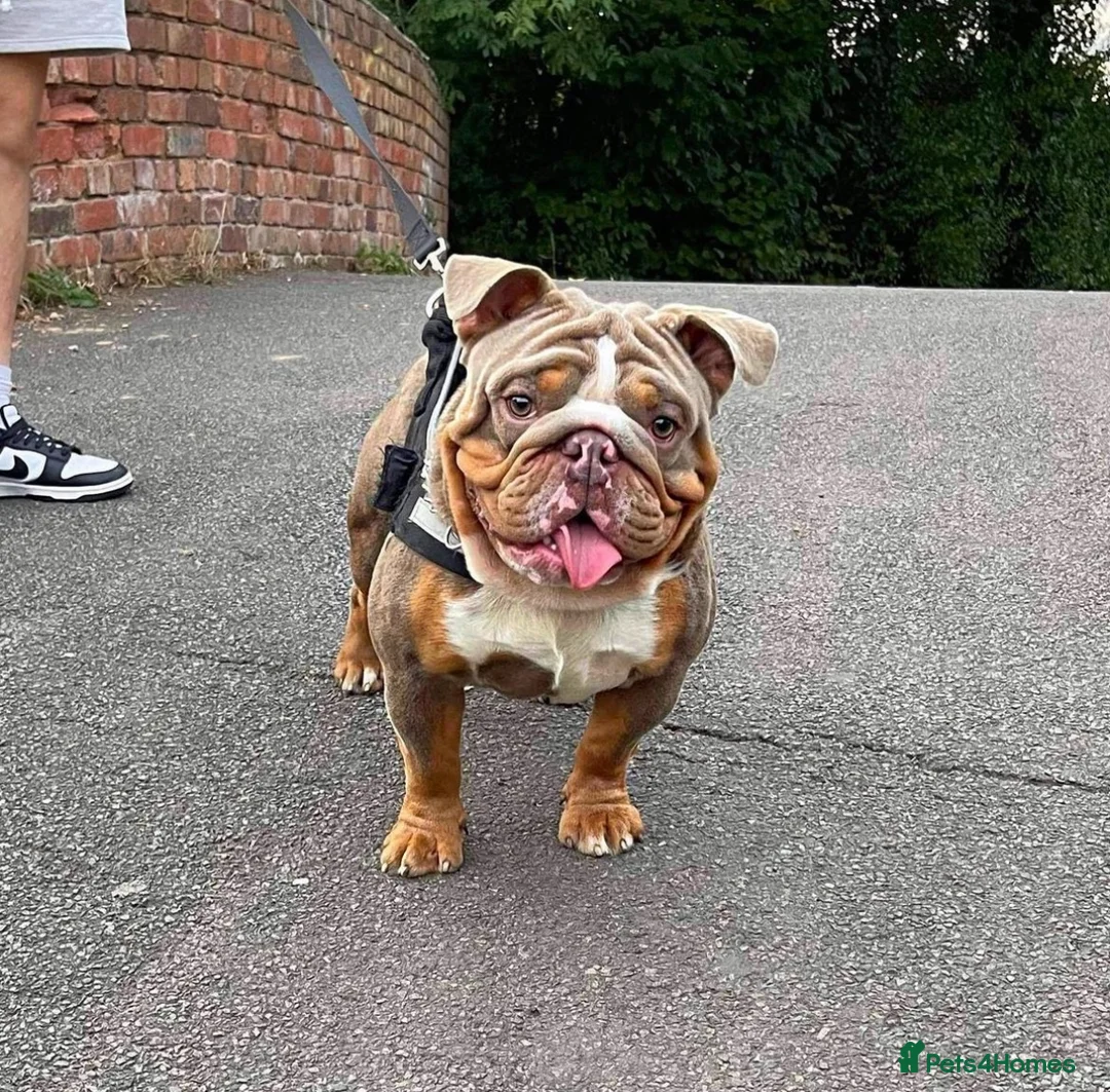 English Bulldog dogs for sale: Male English Bulldog - Advert 1