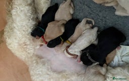 Mixed Breed dogs for sale: Bernedoodle - Image 11