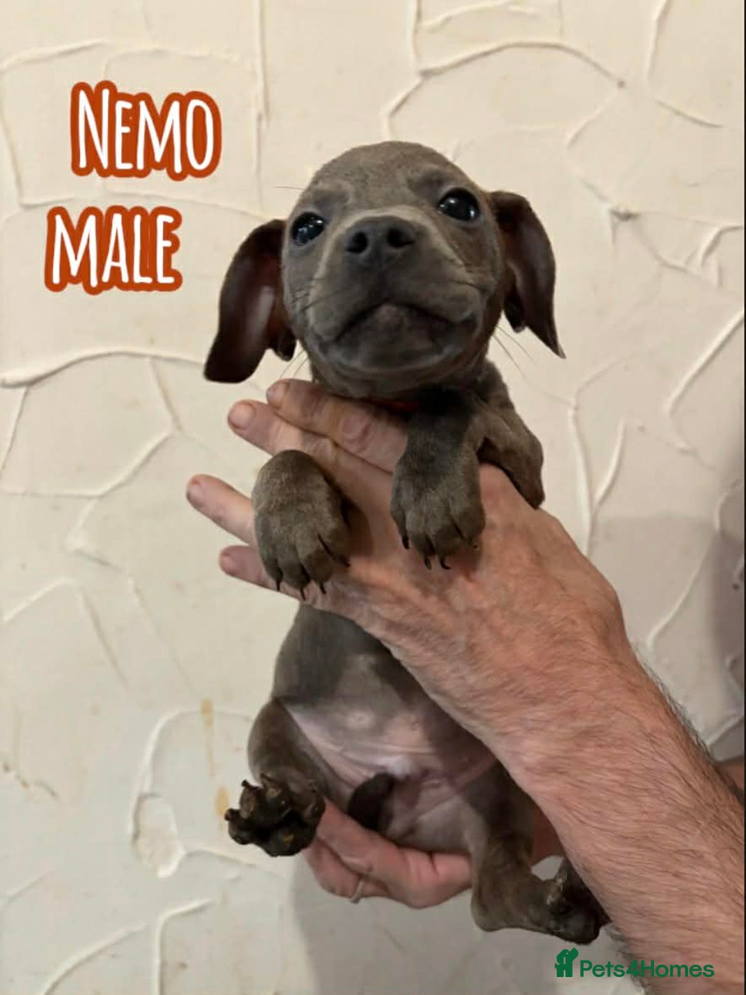 Mixed Breed dogs for sale: Gorgeous litter with 2 cute breeds  - Advert 4