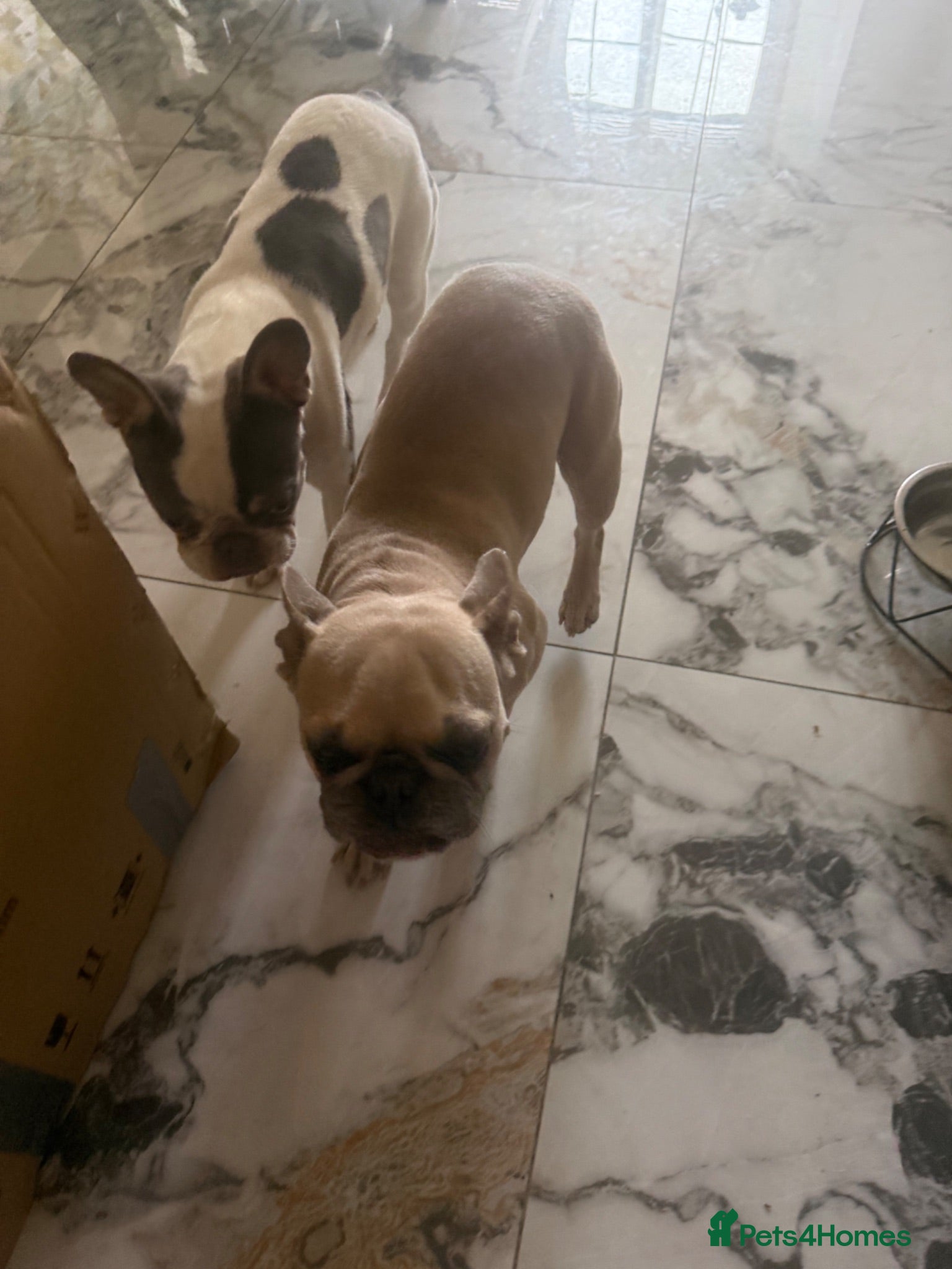 French Bulldog dogs Re home for 2 beautiful frenchies - Advert 1