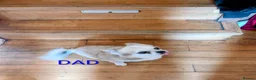 Chihuahua dogs for sale: Tiny Chihuahua for sale  - Advert 10