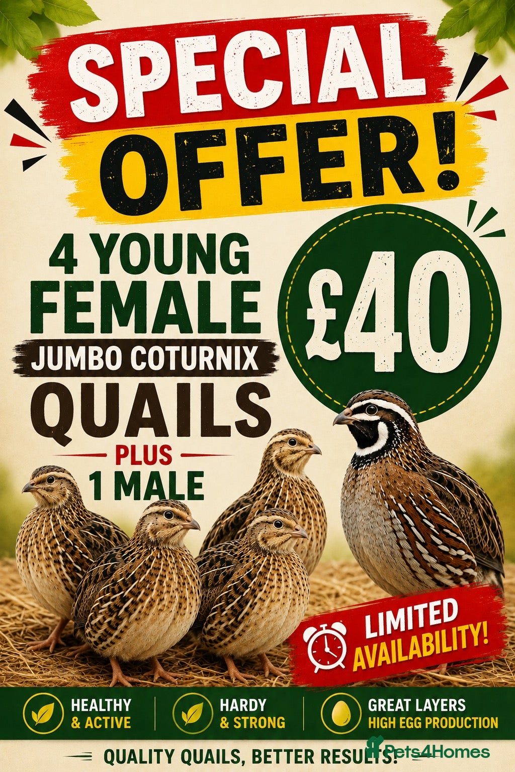 Quail poultry 8 weeks old jumbo coturnix quails male female - Advert 2