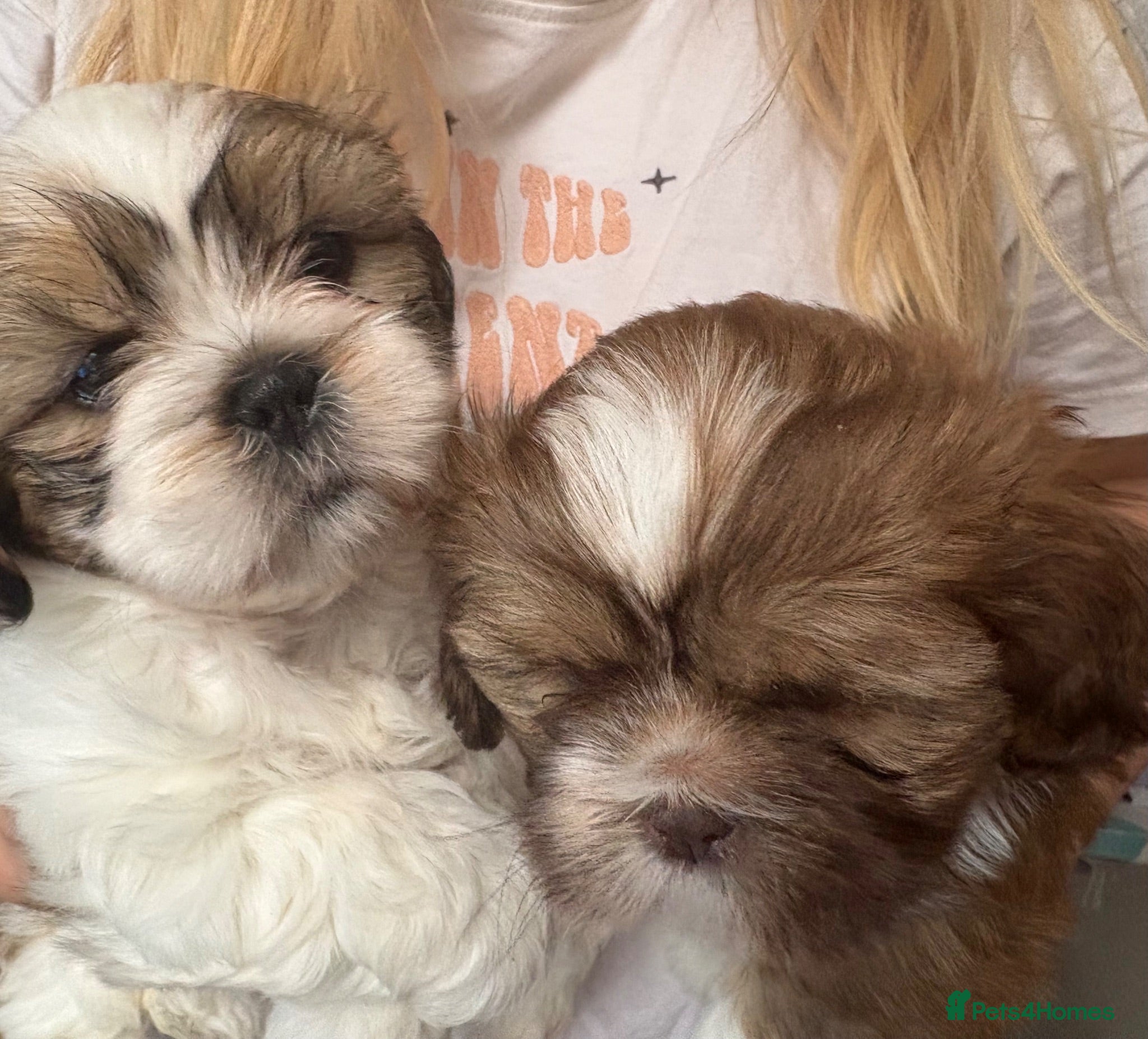 Shih Tzu dogs Shih Tzu - Advert 3