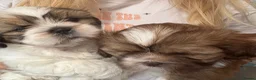 Shih Tzu dogs for sale: Shih Tzu in Norwich - Advert 1