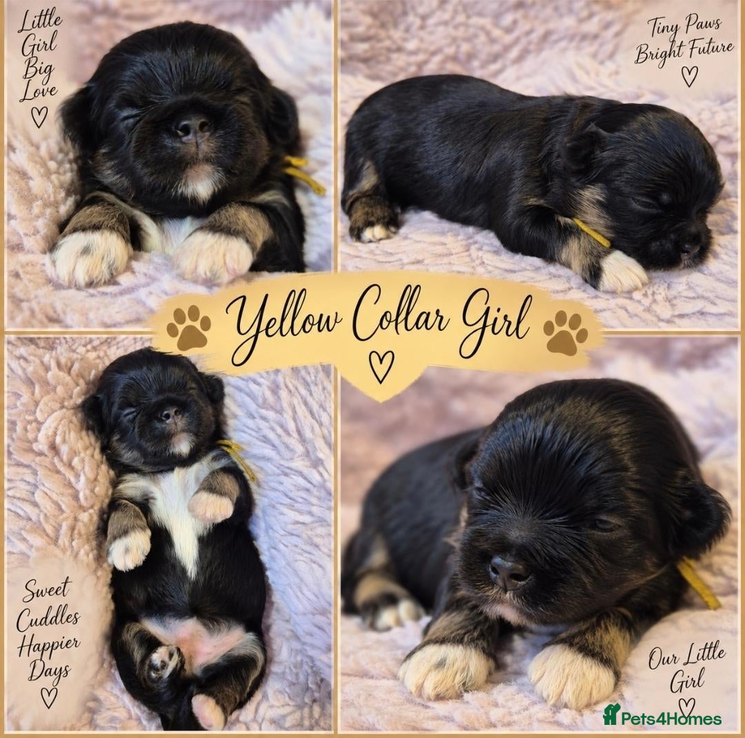 Lhasa Apso dogs KC LHASA APSO puppies due soon  - Advert 10