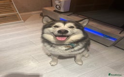 Alaskan Malamute dogs for stud: Alaskan Malamute  - Image 2