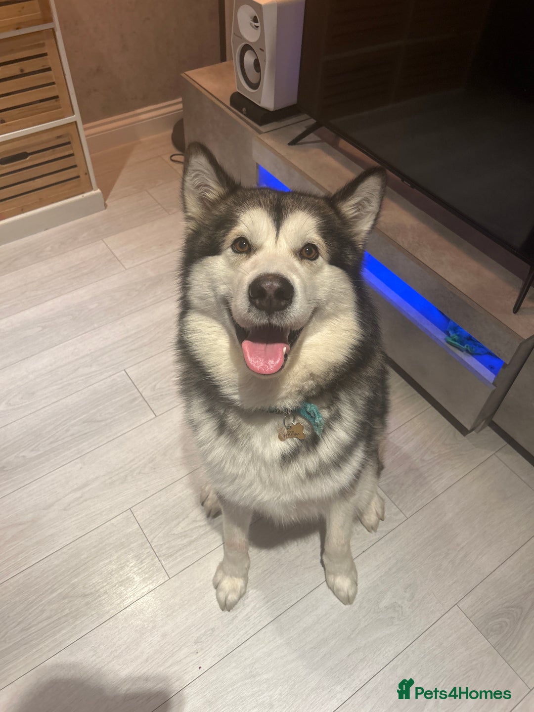 Alaskan Malamute dogs for stud: Alaskan Malamute  - Image 2