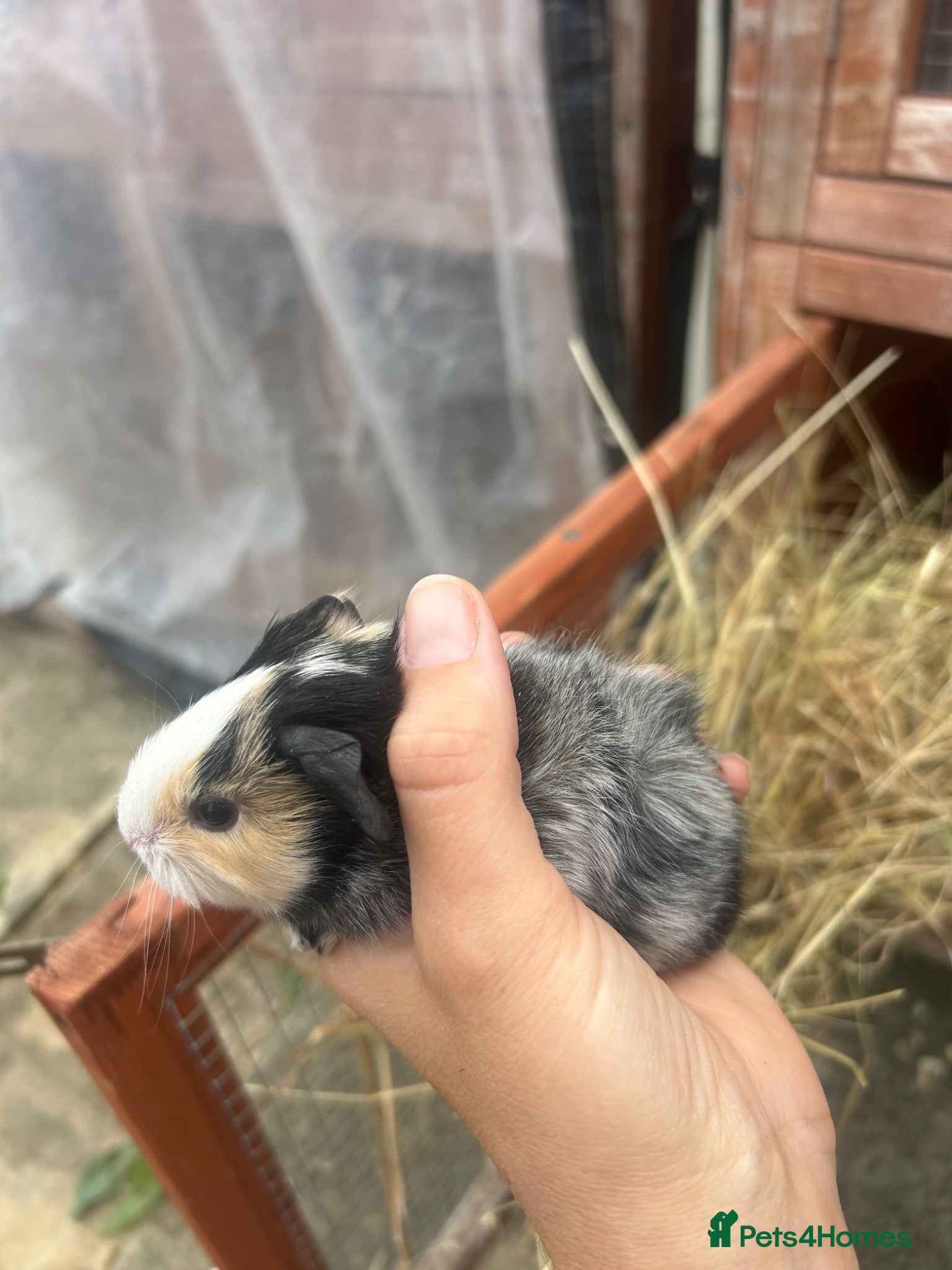 Guinea Pig rodents 2 x male stunning guinea pigs  - Advert 15