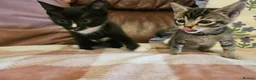 Mixed Breed cats for sale: 3 adorable kittens for sale in Walsall - Advert 3