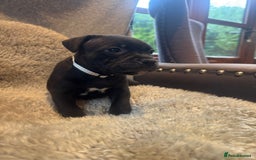 Staffordshire Bull Terrier dogs for sale: High Quality Blue & Black Staffy Puppies - Image 1