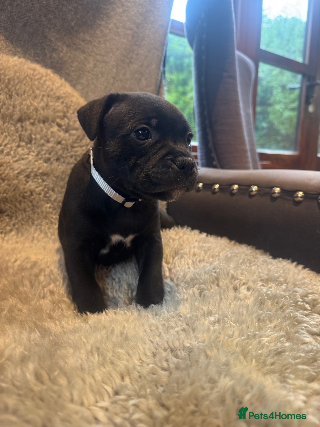 Staffordshire Bull Terrier dogs for sale: High Quality Blue & Black Staffy Puppies - Image 1
