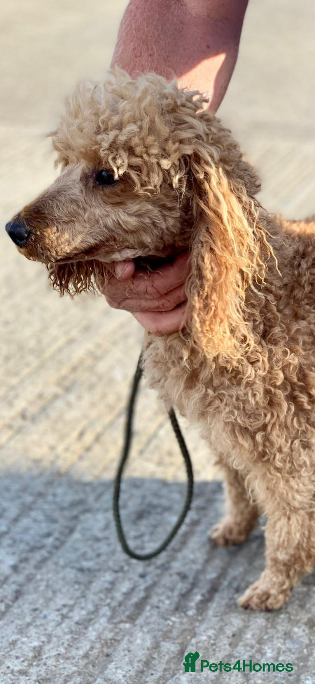 Maltipoo dogs for sale: Toy maltipoo puppies (toy poodle) - Image 9