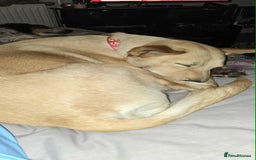 Mixed Breed dogs for adoption: Amber is looking for her forever home - Image 6