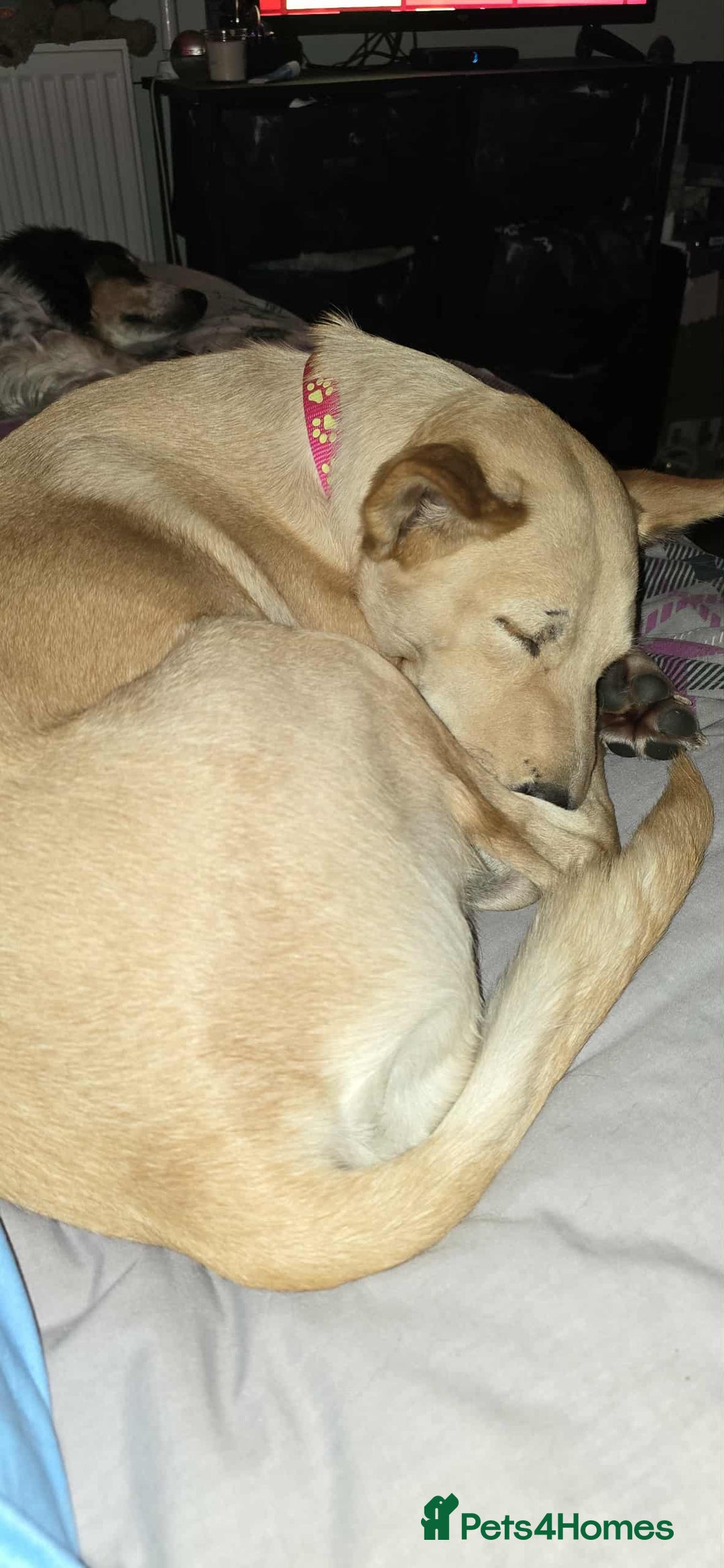 Mixed Breed dogs for adoption: Amber is looking for her forever home - Image 6