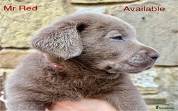 Labrador Retriever dogs for sale: 2 Males left - Ready to leave on the 15th August  in Wetherby - Image 1