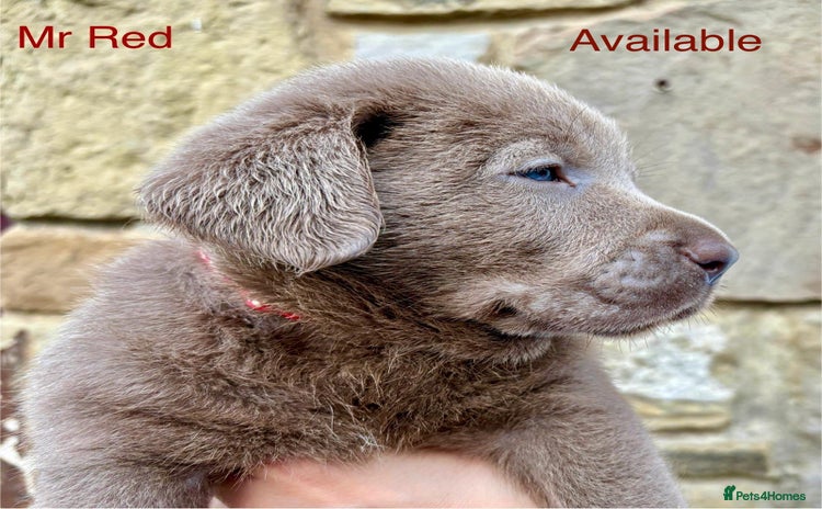 Labrador Retriever dogs in Wetherby - Advert 4