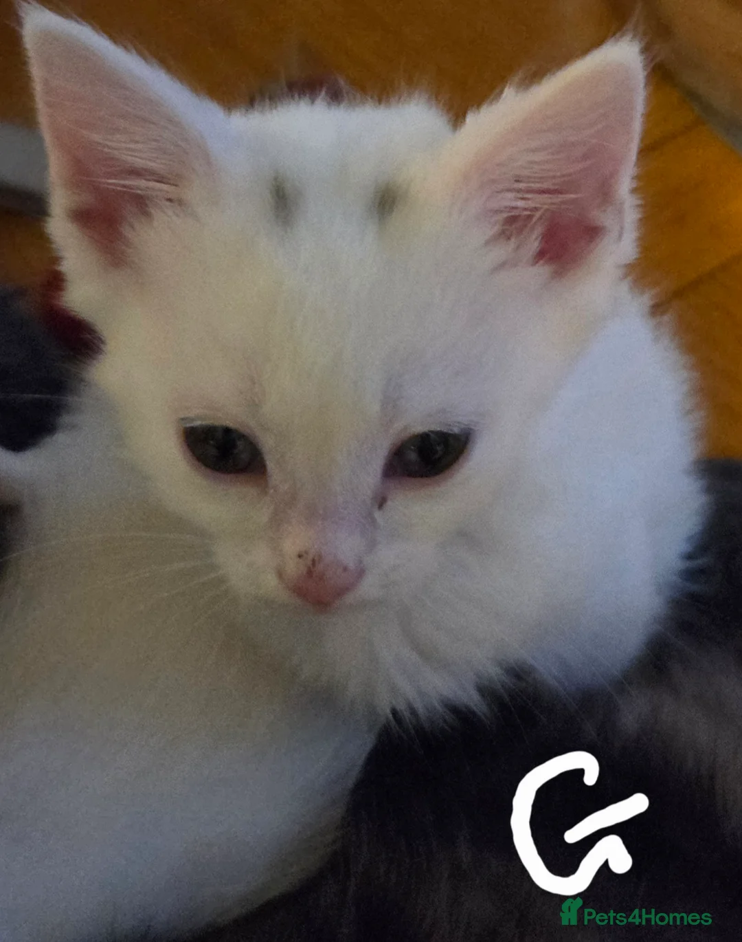 Mixed Breed cats for sale: Kittens  - Advert 13