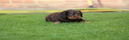 Cocker Spaniel dogs for sale: Beautiful pups in Durham - Advert 8