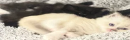 Mixed Breed cats for sale: Four Stunning Ragdoll  & Ragamuffin kittens  - Advert 18