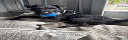 Patterdale Terrier dogs for sale: Patterdale Terrier  - Advert 3