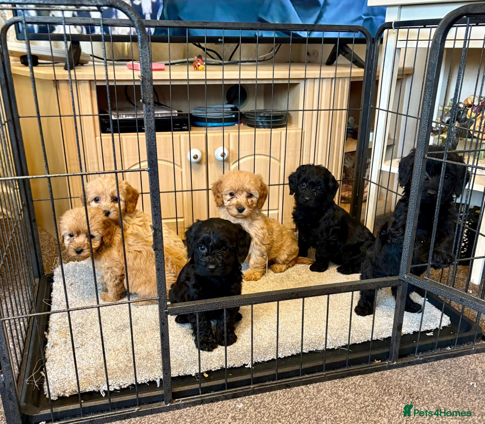 Cockapoo dogs cockapoo puppies F1 3 girls available - Advert 3