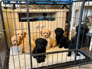 Cockapoo dogs cockerpoo puppies 3boys 3girls - Advert 9