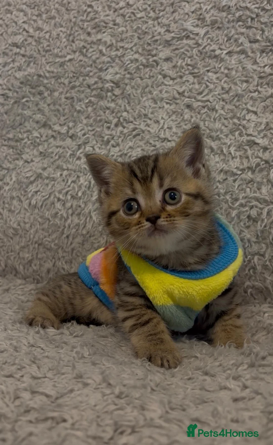 British Shorthair cats for sale: British shorthair baby - Advert 2