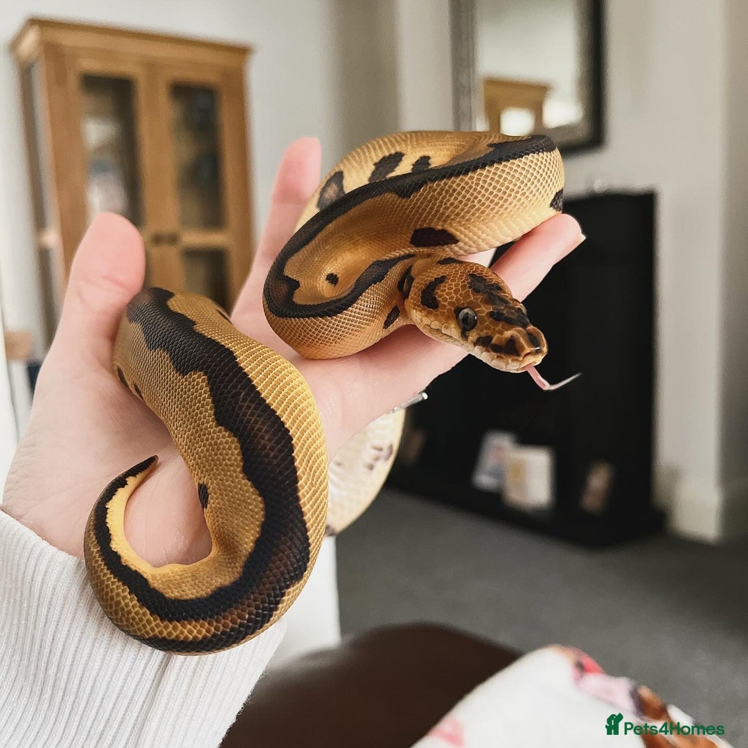 Python Snake reptiles for sale: Leopard Clown Ball Royal Python - Image 2